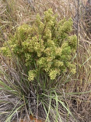 Galium catalinense acrispum