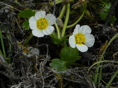 Ranunculus aquatilis