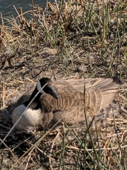 Branta canadensis