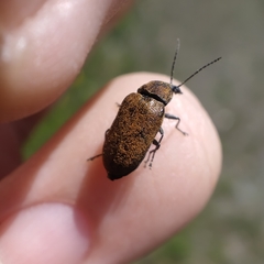 Mycterus curculioides