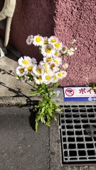 Erigeron