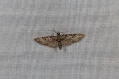Eupithecia irriguata