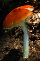 Amanita parcivolvata