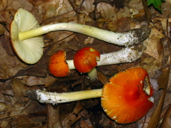 Amanita parcivolvata