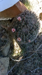Mammillaria meiacantha
