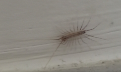 Scutigera coleoptrata