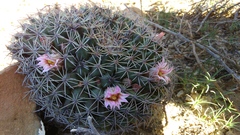 Mammillaria meiacantha