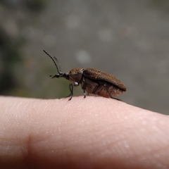 Mycterus curculioides