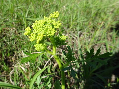 Polytaenia nuttallii