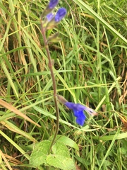 Salvia scutellarioides