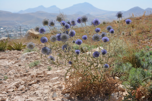 Echinops ritro