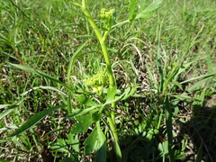 Polytaenia nuttallii
