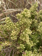 Galium catalinense acrispum