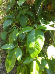 Syngonium auritum