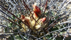 Thelocactus rinconensis