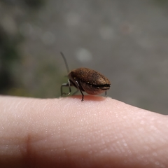 Mycterus curculioides