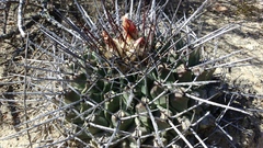Thelocactus rinconensis
