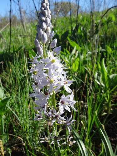 Camassia scilloides