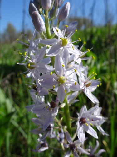 Camassia scilloides