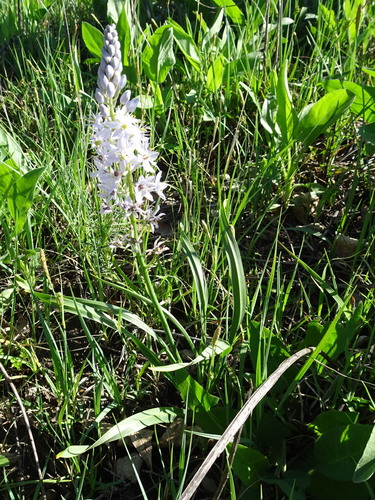 Camassia scilloides