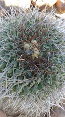 Thelocactus rinconensis