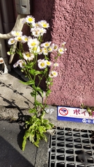 Erigeron
