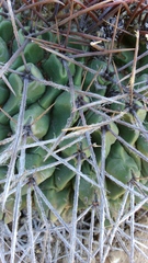 Thelocactus rinconensis