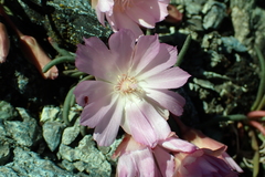 Lewisia rediviva