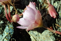 Lewisia rediviva