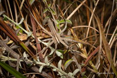 Chiasmopes
