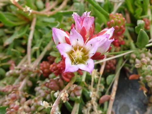 Sedum candolleanum · iNaturalist