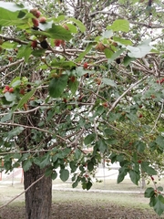 Magnoliopsida