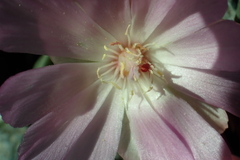 Lewisia rediviva