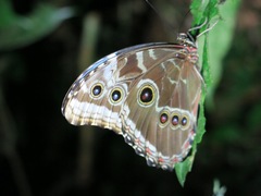 Morpho helenor narcissus