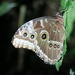 Common Morpho - Photo (c) arethusa, some rights reserved (CC BY-NC), uploaded by arethusa