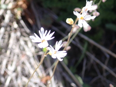Lithophragma parviflorum parviflorum