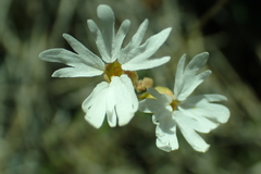 Lithophragma parviflorum parviflorum