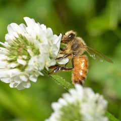 Apis mellifera