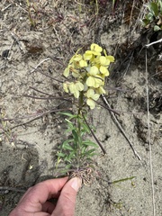 Erysimum menziesii