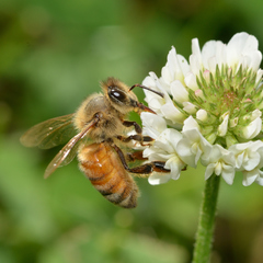Apis mellifera