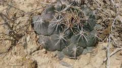 Coryphantha salinensis