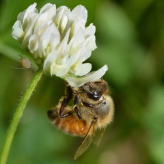 Apis mellifera