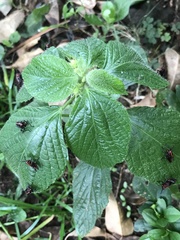 Parietaria officinalis