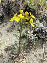 Erysimum menziesii