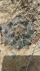 Coryphantha salinensis