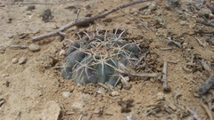 Coryphantha salinensis