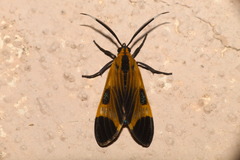 Dycladia emerita