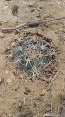 Coryphantha salinensis