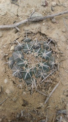 Coryphantha salinensis