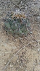Coryphantha salinensis